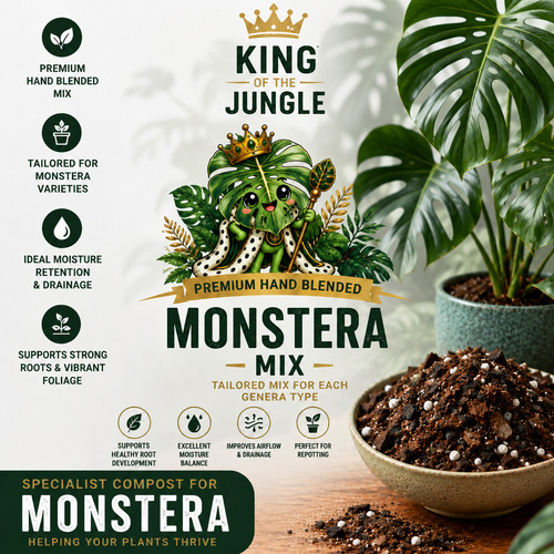 Monstera swiss cheese plant - monstera/swiss,