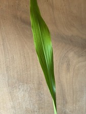 Aspidistra Purple Picket taken
