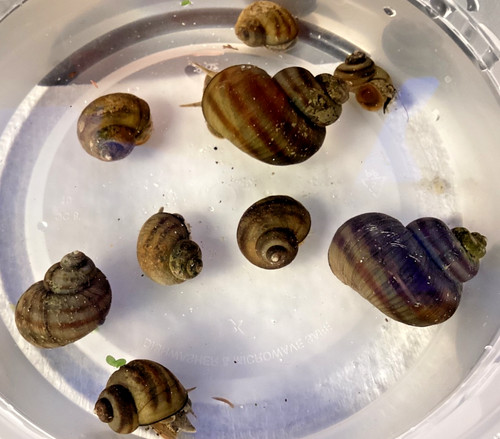 Mystery snails asian ringed - 10,