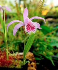 Pleione formosana / Orchid