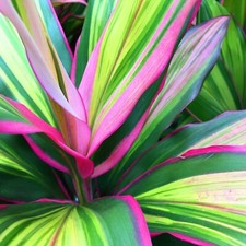 Cordyline fruticosa Kiwi in 12cm Pot - Colourful Good Luck Indoor Plant
