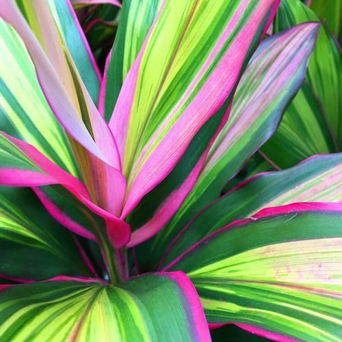 Cordyline fruticosa kiwi - fruticosa,