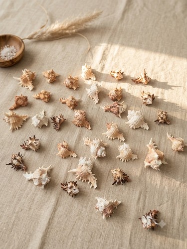 Mixed lot natural murex sea - natural,