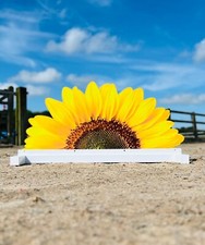 Show jump Sunflower Filler