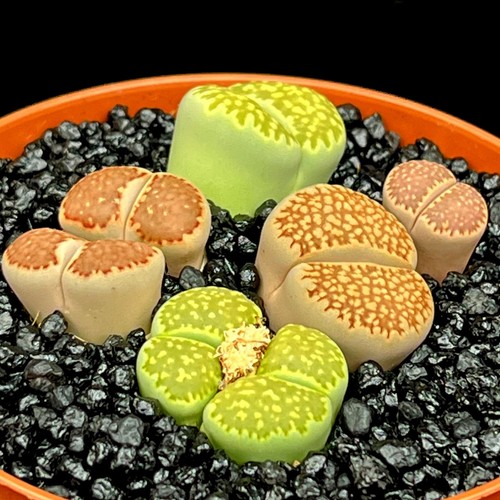 Mixed green bean lithops group - green,