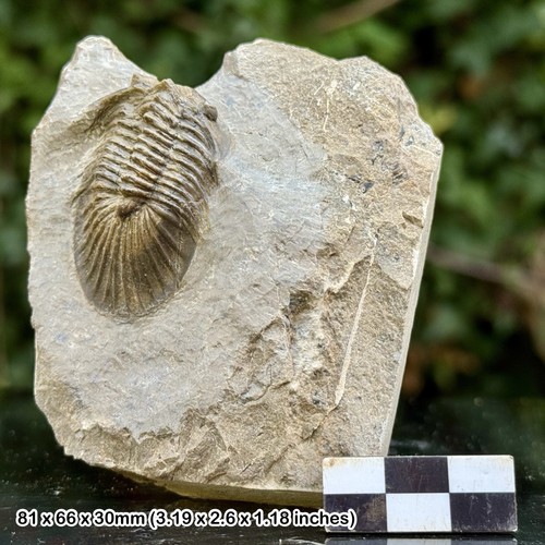 Scutellum grade fossil - a,