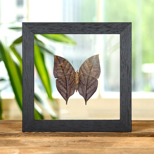 Dead leaf butterfly taxidermy - leaf,