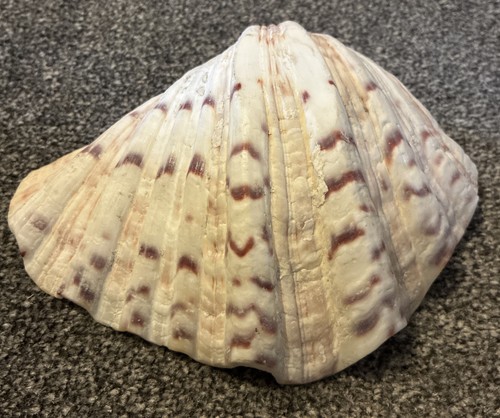 Clam shell sea - shell,