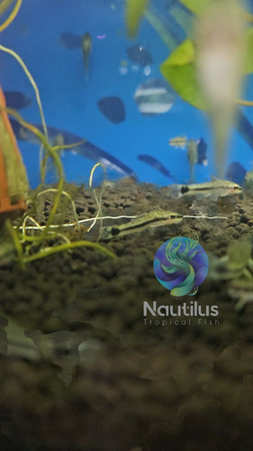 Otocinclus catfish great - otocinclus, catfish,