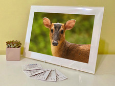 Art Print Image Picture Photo Photography - Muntjac Deer Buck Doe Animal