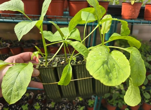 Horseradish plants posted - x,