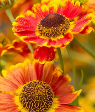 Helenium Autumnale Mariachi