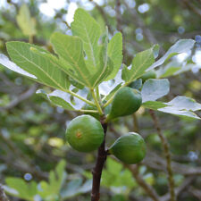 Ficus 'Brown Turkey'. 9cm Plant x 2. Fig tree. Grow your own AGM winning fruit