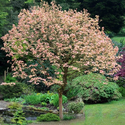 Acer pseudoplantus - x,