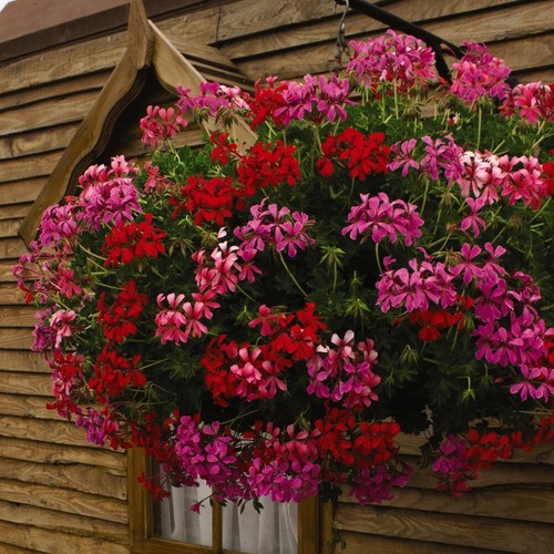 Geranium balcon mix - geranium, mix'