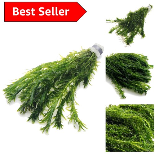 Live elodea densa stems - live,