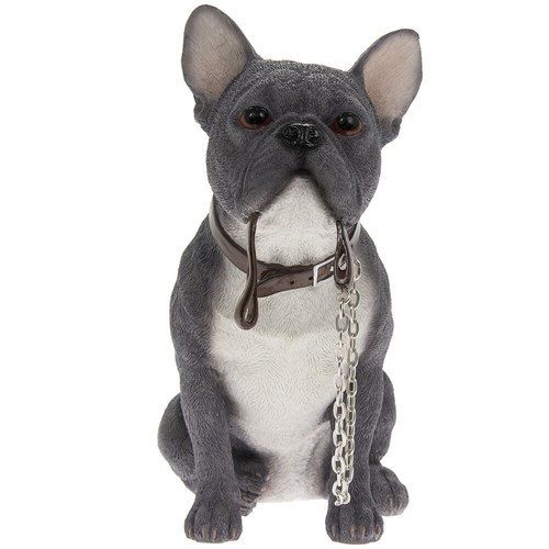 Blue french bulldog - french, frenchie