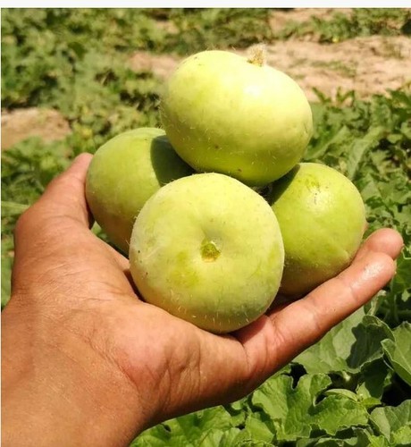 Tinda hybrid - tinda, gourds)