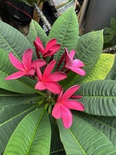 Multi Tip Plumeria Rubra