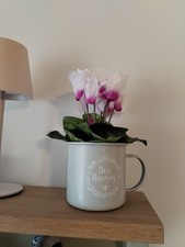 Susie Watson Cyclamen
