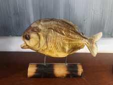 CABINET OF CURIOSITY "PYRANHA" NATURALIZED (L 16.3 cm)