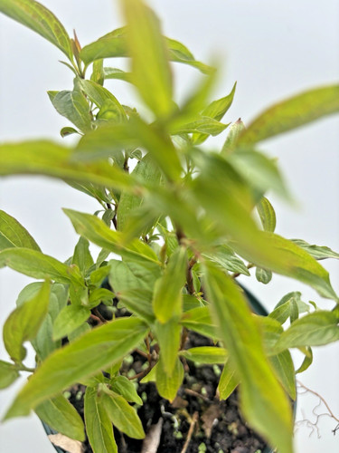 Cornus kelseyi deciduous - cornus, 'kelseyi'