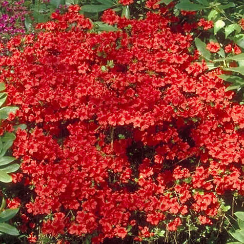 Azalea geisha red - 1,