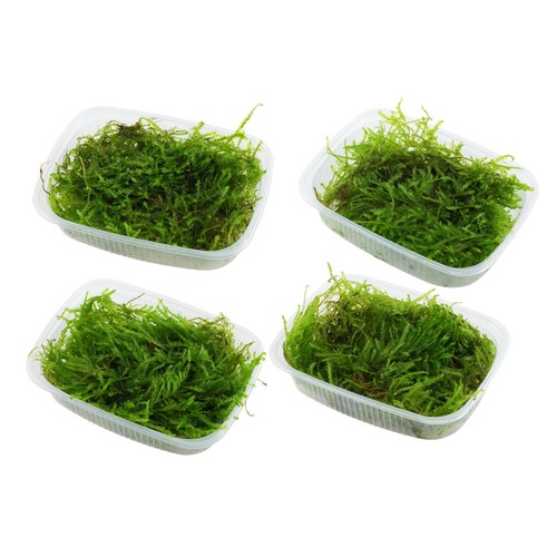 Tropica aquarium plant moss - aquarium,