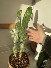 Huge Variegated Opuntia