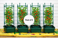 6x Tomato Growbag Halos Plant
