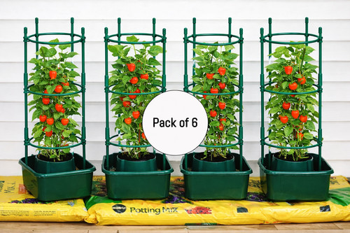 Tomato growbag halos plant - 6x,