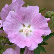 Lavatera Strawberry Cream in 9cm pot