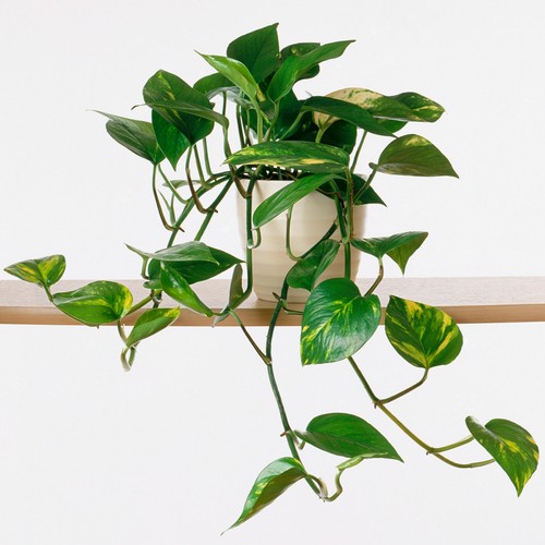 Epipremnum pinnatum aureum - epipremnum,