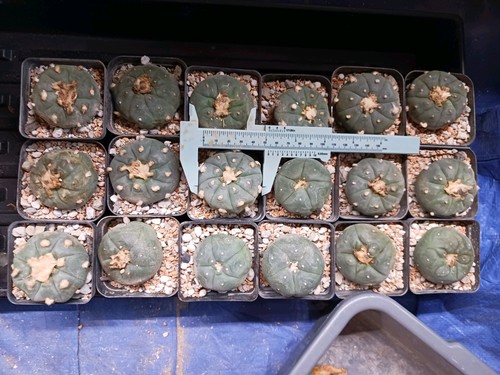 Astrophytum aztekium - astrophytum,