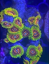 Grand Master Krakatoa GMK High End Zoa Zoanthid 1 polyp Frag Coral