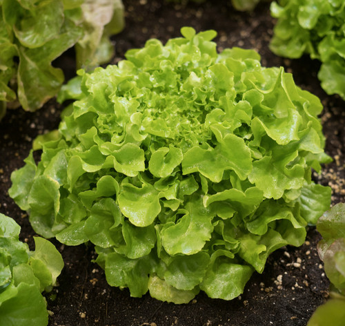 Lettuce salad bowl - -, lactuca