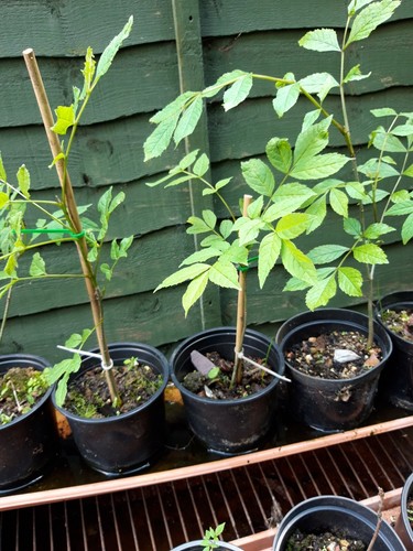 Young ash tree with bonsai - tree,