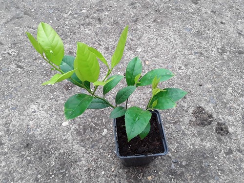 Live citrus lemon - live,