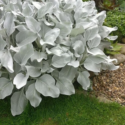 Large senecio angel wings - angel,
