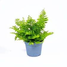 Nephrolepis exaltata Boston fern 6cm Live Tropical Terrarium Plant Easy Fern Hou