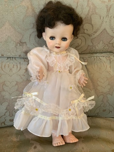 Little miss hester pedigree - little,