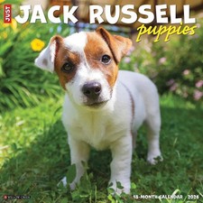 Jack Russell Terrier Puppies Calendar 2026 - Dogs - Month To View