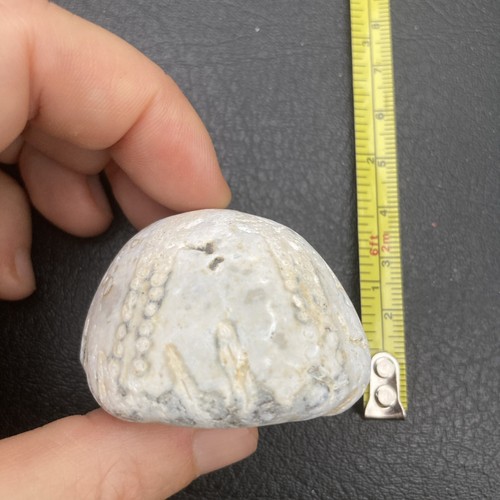 Fossil flint echinoid - , sea
