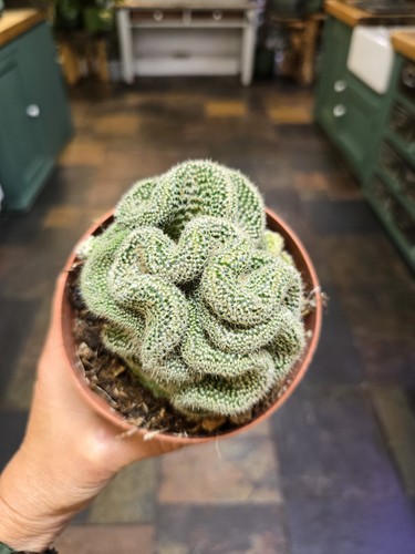 Mammillaria geminispina - , f