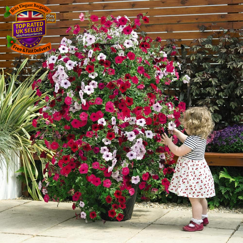 Climbing petunia plug plants - petunia,