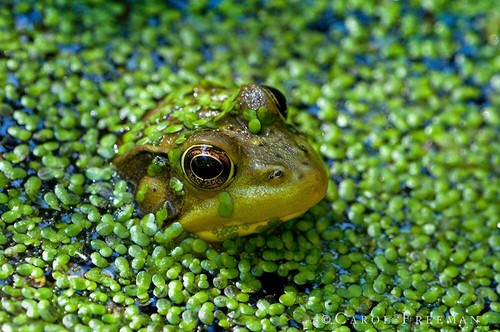 1500 duckweed floating live - floating,