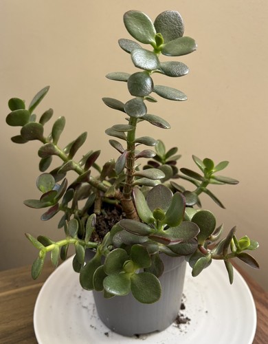 Crassula ovata minima - crassula,