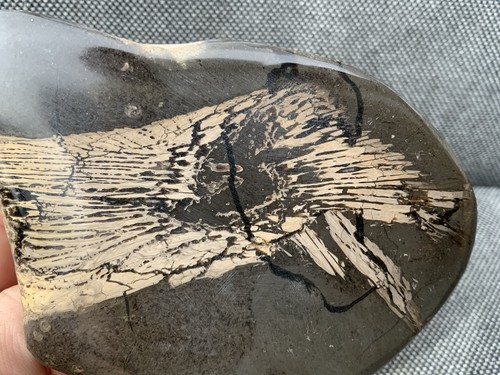 Rare fossil fish - rare,