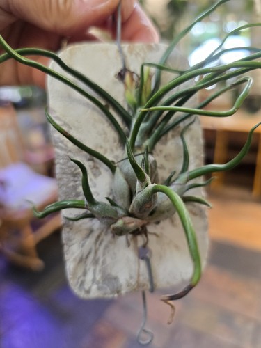 Tillandsia air plant bulbosa - air,
