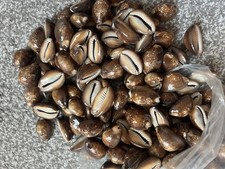 Snakeshead Cowries Seashells